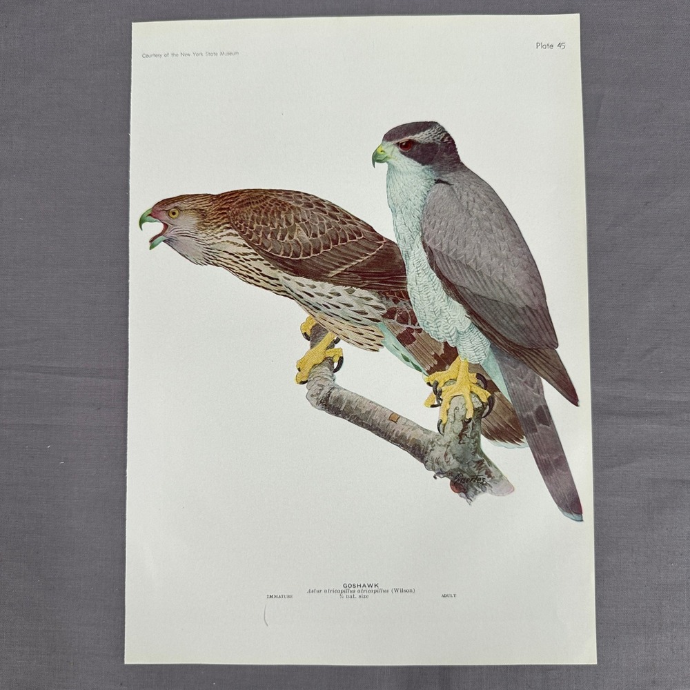 1936 Louis A Fuertes Goshawk Bird Print Plate 45 Vintage Raptor Wall Art